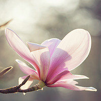Buy canvas prints of Pink magnolia flower by Magdalena Bujak