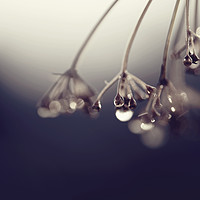 Buy canvas prints of Droplets on the plant by Magdalena Bujak