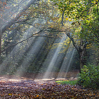 Buy canvas prints of Sun rays in the park by Magdalena Bujak