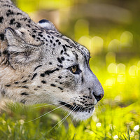 Buy canvas prints of Snow leopard, panthera uncia by Magdalena Bujak