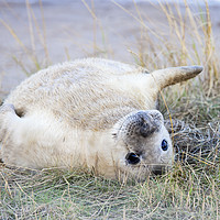 Buy canvas prints of Young gray seal by Magdalena Bujak