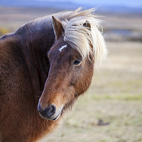 Buy canvas prints of Icelandic horse by Magdalena Bujak