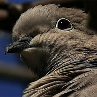 Buy canvas prints of The Collared Dove by Trevor White