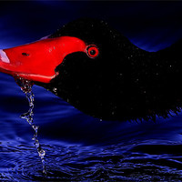 Buy canvas prints of The Black Swan by Trevor White