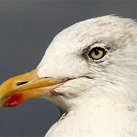 Buy canvas prints of Portrait Of The Herring Gull by Trevor White