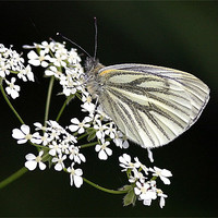 Buy canvas prints of The Green Veined White by Trevor White