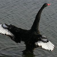 Buy canvas prints of The Black Swan by Trevor White