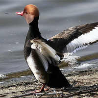 Buy canvas prints of The Red Crested Pochard by Trevor White