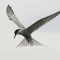 Buy canvas prints of The Common Tern by Trevor White