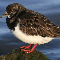 Buy canvas prints of The Turnstone by Trevor White