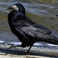 Buy canvas prints of The Rook by Trevor White