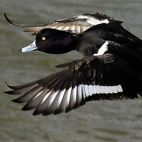 Buy canvas prints of Flight Of Tufted Duck by Trevor White