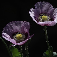 Buy canvas prints of  Purple Poppies by Trevor White