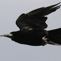 Buy canvas prints of Flight Of The Rook by Trevor White