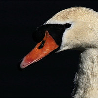 Buy canvas prints of The Mute Swan by Trevor White