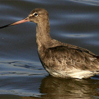 Buy canvas prints of The Black Tailed Godwit by Trevor White