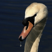 Buy canvas prints of Swan Droplets by Trevor White