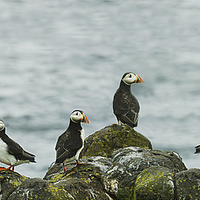 Buy canvas prints of  Puffins on the rocks by Andrew Beveridge