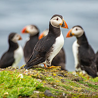 Buy canvas prints of Puffins on the rocks by Andrew Beveridge