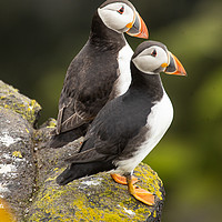 Buy canvas prints of Pair of Puffins by Andrew Beveridge
