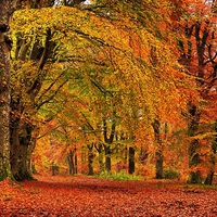 Buy canvas prints of  Autumn Walk by Mark Pritchard