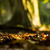 Buy canvas prints of Fallen Leaves by Mark Pritchard