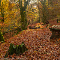 Buy canvas prints of Autumn in the Woods by Mark Pritchard
