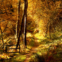 Buy canvas prints of Woodland Walk by Mark Pritchard