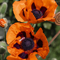 Buy canvas prints of Double Poppies  by Rob Hawkins