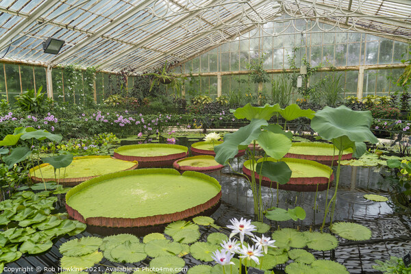 Giant lily Pads  Picture Board by Rob Hawkins