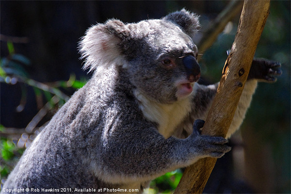 Koala on a gum tree Picture Board by Rob Hawkins