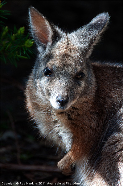 Portrait of a wallaby Picture Board by Rob Hawkins