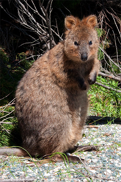 The Quokka Picture Board by Rob Hawkins