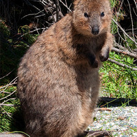 Buy canvas prints of The Quokka by Rob Hawkins