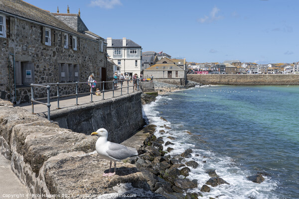 St Ives seagull seascape  Picture Board by Rob Hawkins