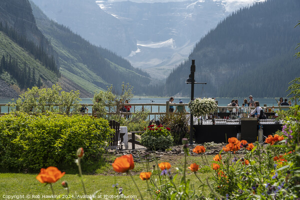 Lake Louise poppies  Picture Board by Rob Hawkins