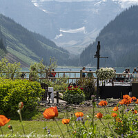 Buy canvas prints of Lake Louise poppies  by Rob Hawkins
