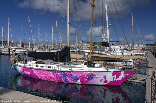 Rubicon Marina pink boat Picture Board by Rob Hawkins