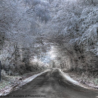 Buy canvas prints of Winter Trees by Rob Hawkins
