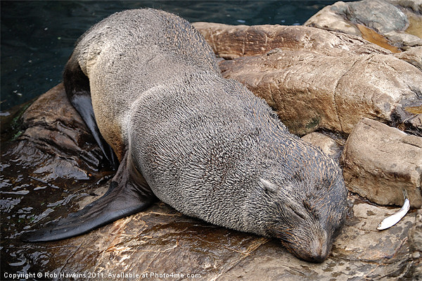 Sleepy Seal Picture Board by Rob Hawkins