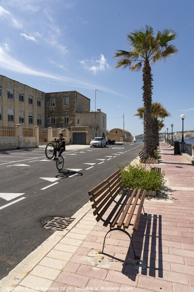 Maltese Wheelie  Picture Board by Rob Hawkins