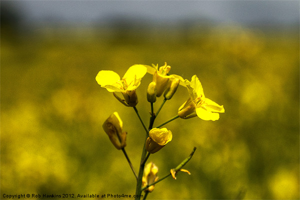Flower of the Rapeseed Picture Board by Rob Hawkins