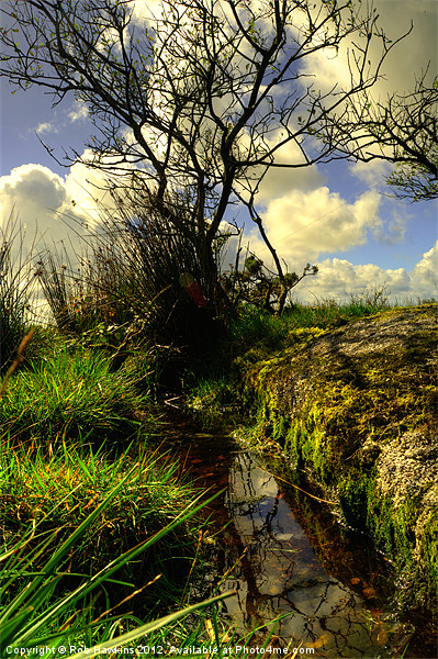 Trees, grass, water & sky Picture Board by Rob Hawkins