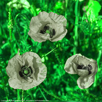 Buy canvas prints of Grey Green Poppies by Rob Hawkins