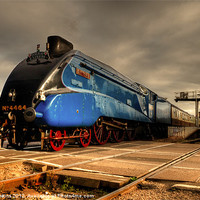 Buy canvas prints of Bittern at Exeter St Davids by Rob Hawkins