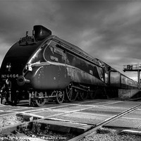 Buy canvas prints of Bittern at Exeter by Rob Hawkins