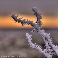 Buy canvas prints of Frosty the Twig by Rob Hawkins