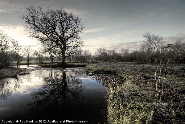 Winter tree on the River Culm Picture Board by Rob Hawkins