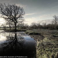 Buy canvas prints of Winter tree on the River Culm by Rob Hawkins