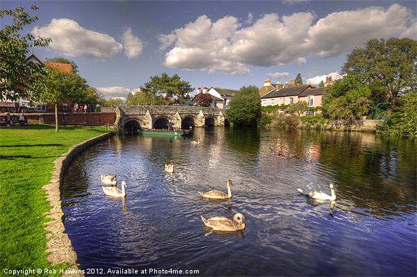 Cygnets at Christchurch Picture Board by Rob Hawkins